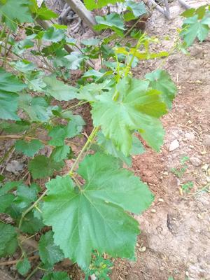 برگ انگوردرجه یک برای دلمه در کرمان