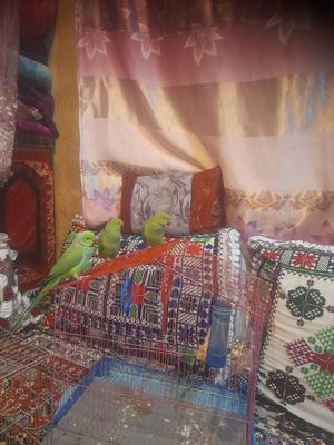 جفت ملنگو نر و ماده با کیفیت عالی در زاهدان