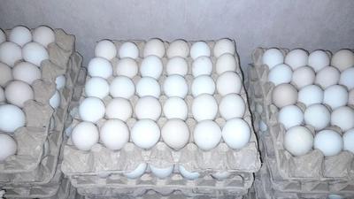 تخم مرغ محلی در شیراز