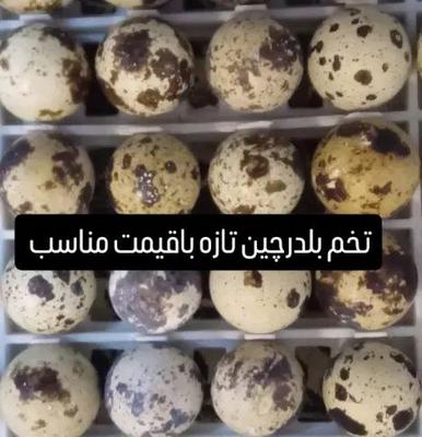 تخم بلدرچین تازه وسالم تضمینی در پارساباد
