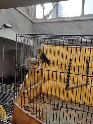 کوتوله برزیلی رنگ خاص در اصفهان