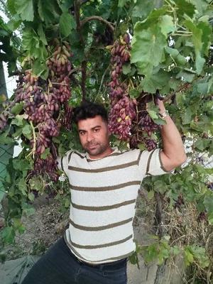 فروش انواع نهال صنوبربادام،گردو،توت،گیلاس،انگور در اصفهان