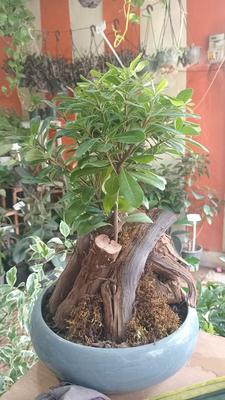 بنسای میخک در اصفهان