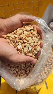 بادام زمینی و بادام مخصوص کره گیری در آستانه اشرفیه