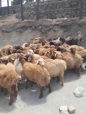 بز و دام زنده در تهران