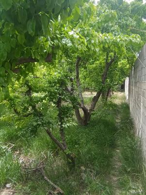 قطعات ۳۲۰متری آب برق گاز /سهیلیه سنقرآباد چ بافت در کرج