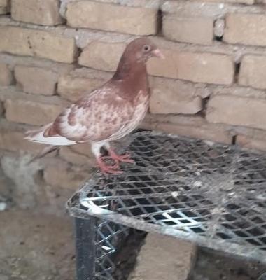 کارال میلی منز در شوش