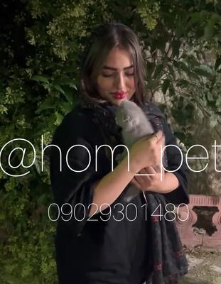 گوشه ای از تحویلی های مجموعه در بابل