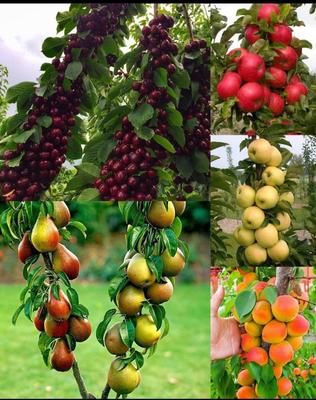 گیلاس تکدانه خوشه‌ای و آلبالو در کرمانشاه
