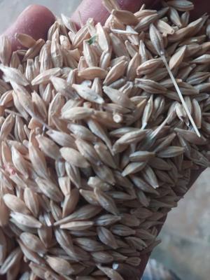 جو سفید محلی در Birjand
