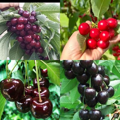 ارقام نهال گیلاس ، آلبالو در مشهد