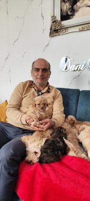 توله سگ توی پودل و پامرانین در تهران