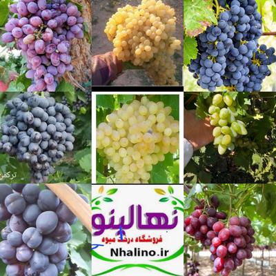 ارقام نهال انگور، درخت انگور ایرانی و خارجی در مشهد