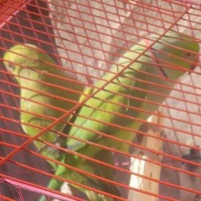 طوطی سبز جذاب و اجتماعی برای فروش در زاهدان