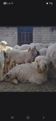 بره تازه و کم چربی در گلستان-بهارستان