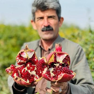نهال انار واندرفول در شهرکرد