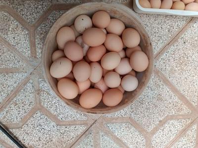 تخم مرغ محلی در تهران