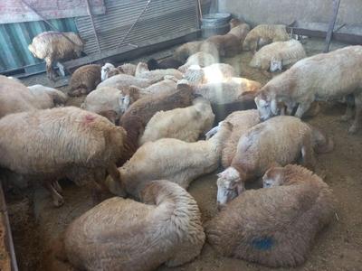 فروش گوسفند زنده مغان با ذبح در محل در گلستان-بهارستان