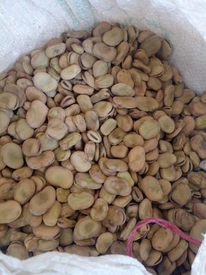 بوقالی تازه امسال در تهران