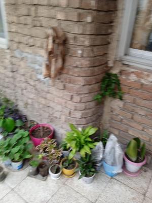 گل‌های فروش در اورمیه