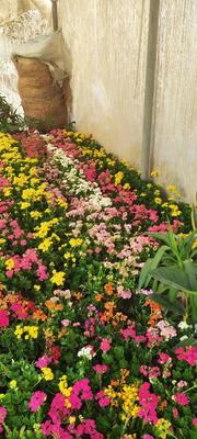 گل کالانکویه در پاکدشت