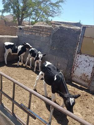 3راس گوساله شیری نر جنس صنعتی در Birjand