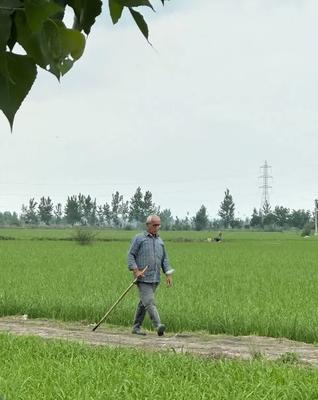 جو بذری بهاره در ساوه