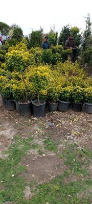 خدمات باغبانی طراحی و اجرای فضای سبز گلکاری درخت در همدان