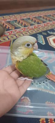 جوجه گیرینچیک در اراک