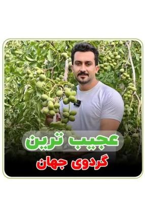 دیرگل ترین گردو در شهرکرد