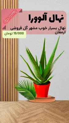 نهال آلوورا در مشهد