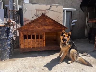 کلبه سگ ژرمن در تبریز