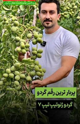گردو ژنوتیپ تیپ 7 در شهرکرد