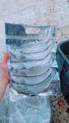 شوریده پرسی تازه تازه(تمیز شده) در شیراز