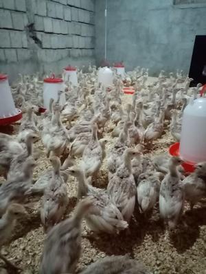 فروش جوجه بوقلمون برنز و بوربون در مریوان
