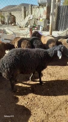 بره قوچ ۱ ساله و۳سال در ساوه