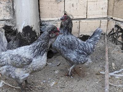 تخم مرغ نطفه دار گلین طوسی چهل تاج کاکلی ریشی در لنجان