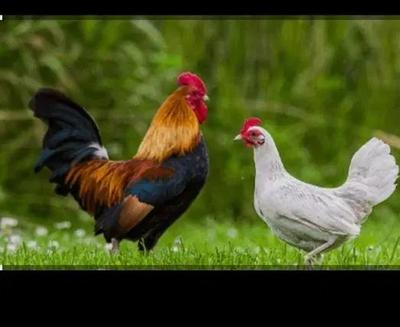 مرغ و خروس سیاه برای قربانی ارسال رایگان در بهارستان
