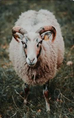 گوسفند افشاری رباط کریم وحومه در اسلامشهر