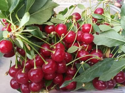 شربت آلبالو تازه و مربای انجیر درشت در تبریز
