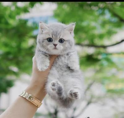 حراج گربه بلوگلد short hair در تهران