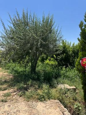 پیشک دو ۵۰۰ متری در مهدشت
