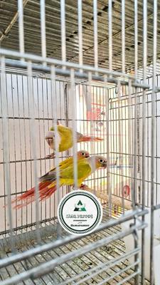 چهار عدد گرینیچک نر امیریکن در مشهد