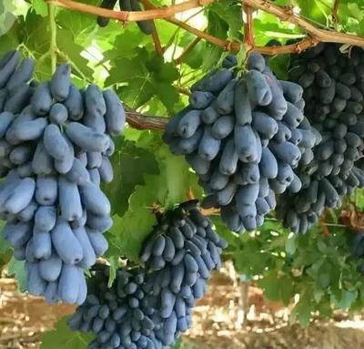 ریشه های با کیفیت درجه یک در همدان