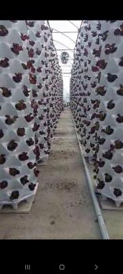 بستر کشت گلخانه هیدروپونیک و آیروپونیک در شهرک صنعتی صافدشت