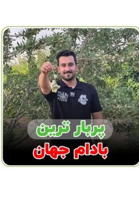 بادام آذر دیرگل در شهرکرد