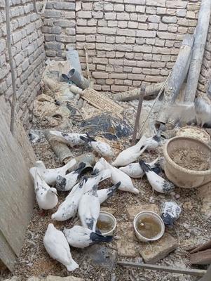 کبوتر در شهرکرد