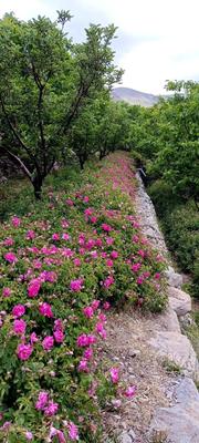 گل محمدی پر عطر و رنگ درجه یک مخصوص گلاب گیری در تبریز