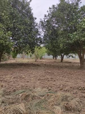 فروش زمین در شیرخواه