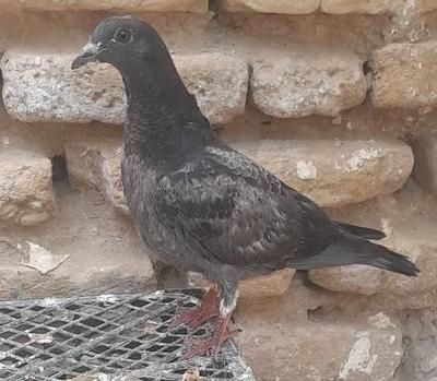 کبوتر دورگ رنگی در شوش